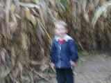 Corn Maze - Jefferson, October 16th, 2004